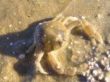Crab